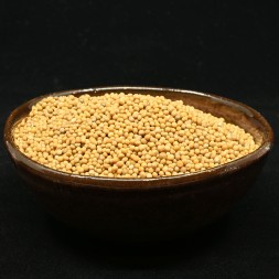 Moutarde jaune en grains